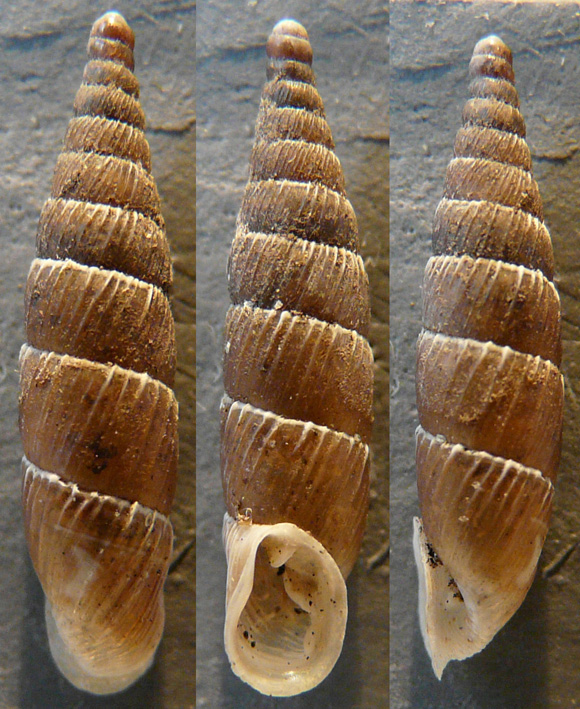 Charpentieria stenzii